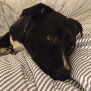 Screen shot 2015-12-02 at 2.14.49 PM