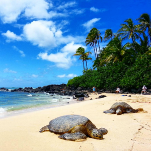 Screen Shot 2016-04-11 at 1.07.13 PM